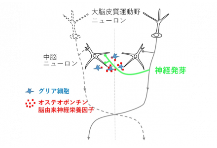 ティーズ（TIS）｜損傷した脳に神経回路を修復する仕組みが備わって