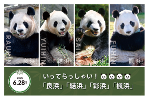 パンダ　タスペトリー　アドベンチャーワールド　完売　廃盤 ティーズ（TIS）｜アドベンチャーワールドの4頭のパンダ、経済効果は