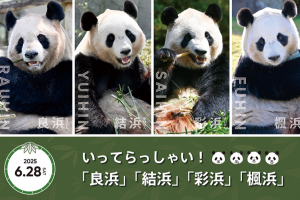 ティーズ（TIS）｜和歌山のパンダ、6月28日に中国へ帰国