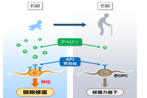 悩める人々のための脳神経減圧術　 よりよい治療をめざして 悩める人々のための 脳神経減圧術(Cranial nerve decompression